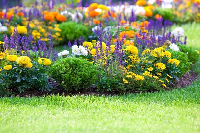 A Wuxal® Super- Az univerzális Tápoldat, amely kertészkedésünket új szintre emeli